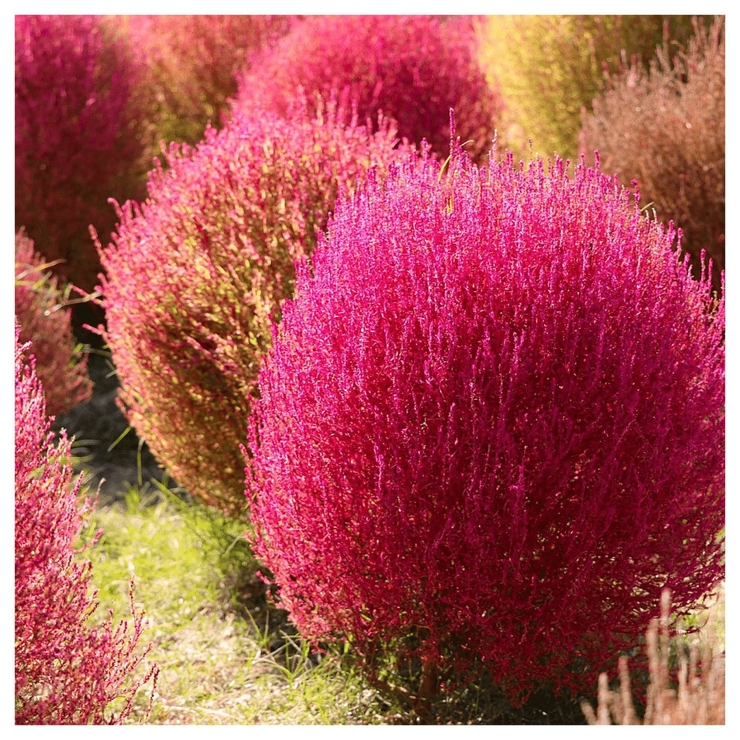 Red Burning Bush Flower Seeds for Planting, Fresh, - NON GMO Seeds | Neera Seeds product photo [neera-v4-498792df2479a5c6e11d]