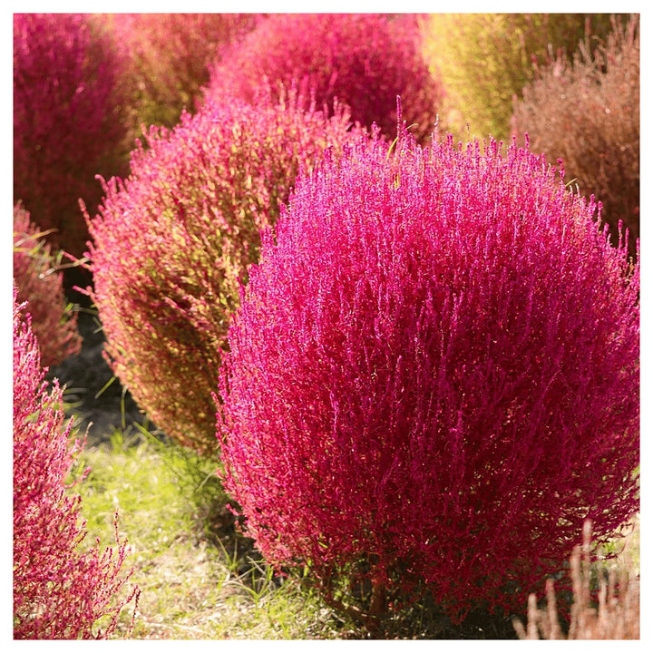 Red Burning Bush Flower Seeds for Planting, Fresh, - NON GMO Seeds | Neera Seeds product photo [neera-v4-498792df2479a5c6e11d]