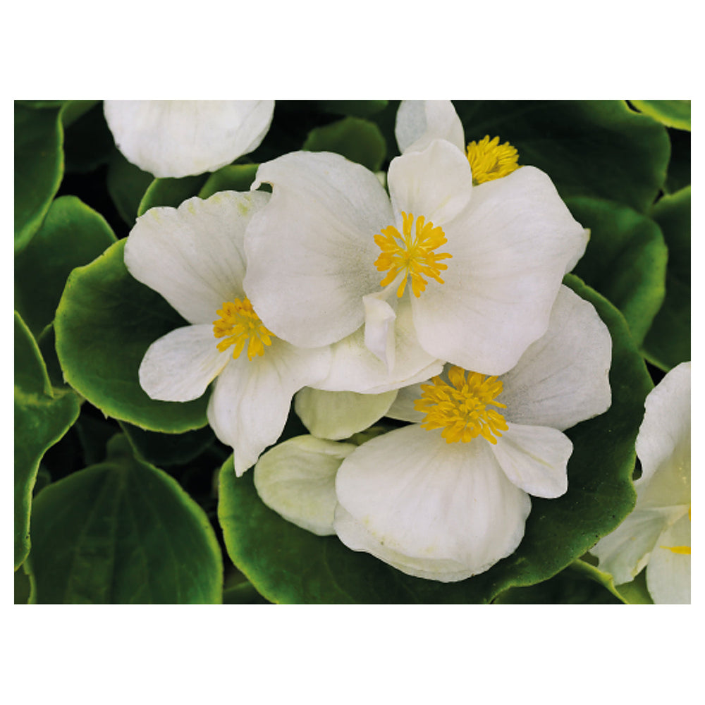 White Begonia Flower Seeds – Heirloom, Non-GMO Seeds for Planting Elegant Garden Blooms | Neera Seeds product photo [neera-v4-49964a16340ece5abdfa]