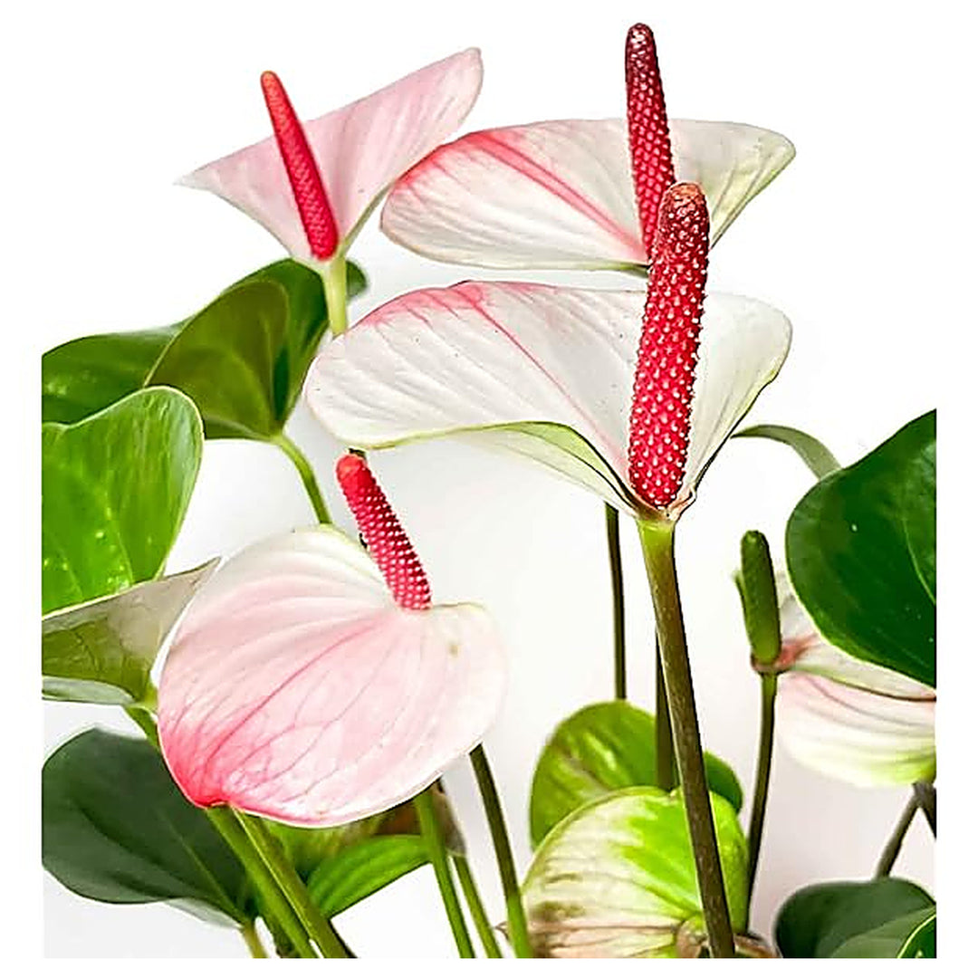 Anthurium Andraeanu Cream Flower Seeds for Planting | Heirloom Non-GMO High Germination Organic Garden Seeds | Neera Seeds product photo [neera-v4-49a29431cf5007a5df5d]
