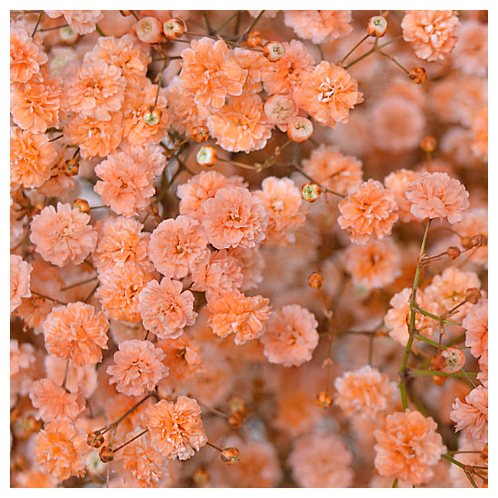 Heirloom Gypsophila Orange Flower Seeds, Non-GMO Delicate Blooms for Planting | Neera Seeds product photo [neera-v4-49aa4be320e07ca64580]