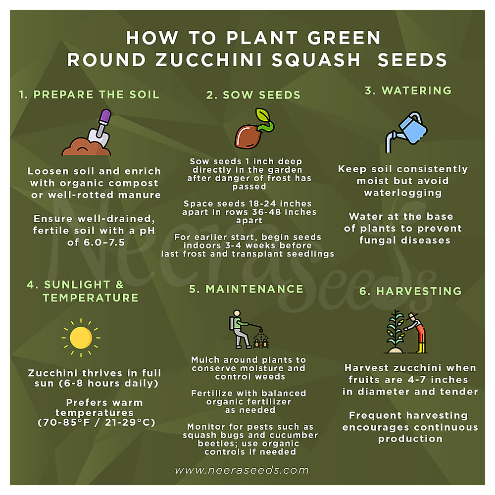 Green Zucchini Long Squash Seeds for Planting – Heirloom, Non-GMO, High-Yield Garden Vegetable Seeds | Neera Seeds product photo [neera-v4-49b189eaf7c7f8f05112]