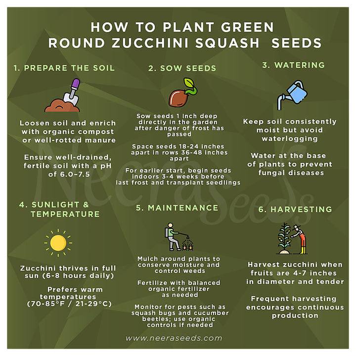 Green Zucchini Long Squash Seeds for Planting – Heirloom, Non-GMO, High-Yield Garden Vegetable Seeds | Neera Seeds product photo [neera-v4-49b189eaf7c7f8f05112]