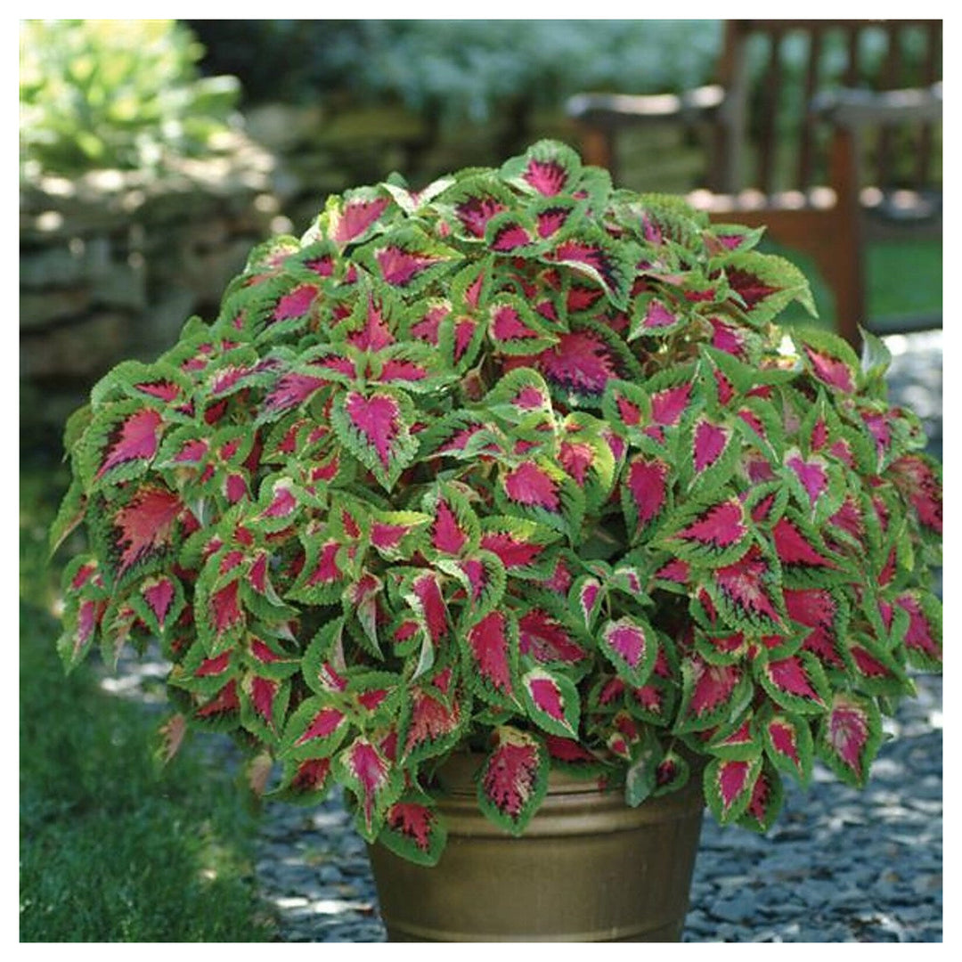 Coleus Sun Premium Watermelon Pelleted Flower Seeds for Planting – Heirloom, Vibrant Foliage Blooms | Neera Seeds product photo [neera-v4-49b48402529bf8185c83]