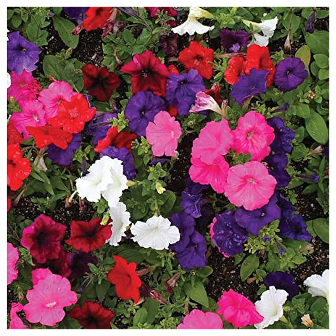 Mixed Petunia Flower Garden Diy Decor And Garden Beautification Flower Seeds Home | Neera Seeds product photo [neera-v4-49c341f8e02f2806a0a8]