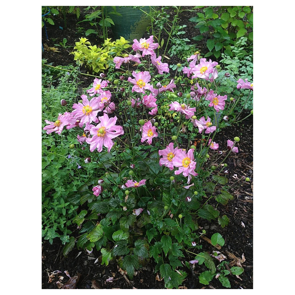 Heirloom Non-GMO Fantasy Pocahontas Anemone Flower Seeds for Planting – Elegant Perennial Garden Blooms | Neera Seeds product photo [neera-v4-49c3c9d8a9fb26f1a636]