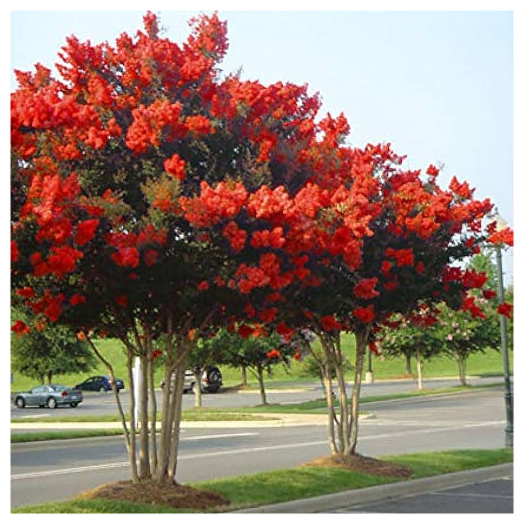 Red Crepe Myrtle Tree Planting In Pots And Garden Flowering Varieties Flower Seeds Home | Neera Seeds product photo [neera-v4-49c3ebafcb08b170545c]