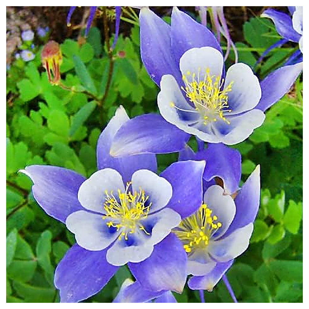 Heirloom Non-GMO Sky Blue Columbine Flower Seeds for Planting – Elegant Perennial Garden Seeds | Neera Seeds product photo [neera-v4-49c64932f9b4395f9290]