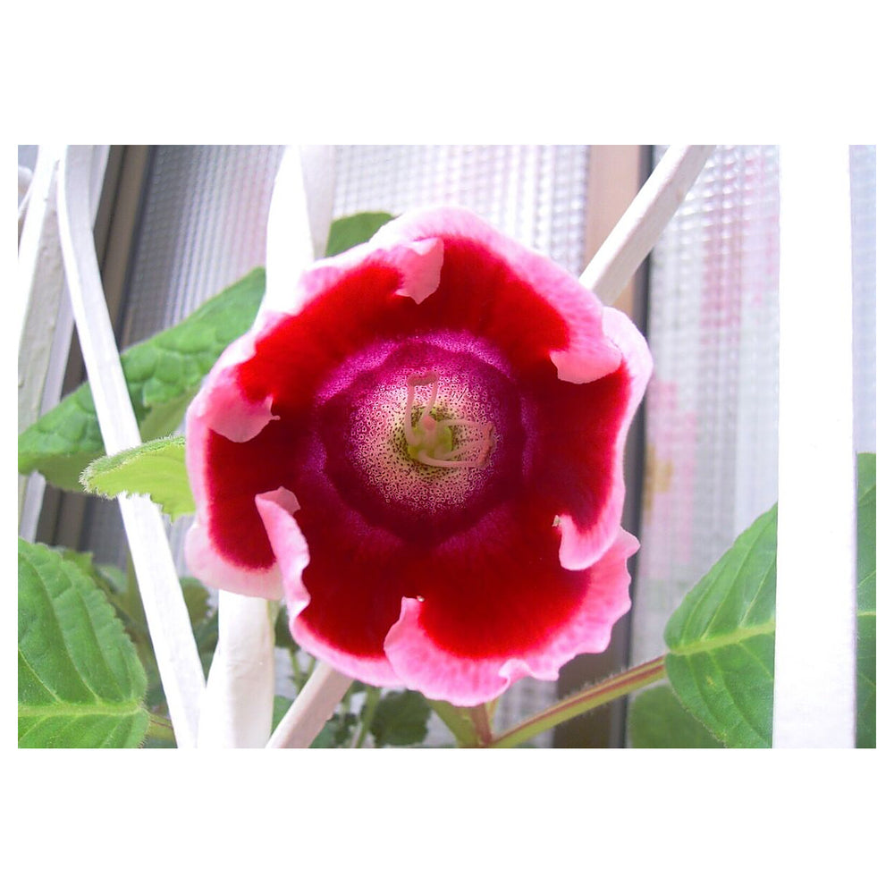Heirloom Non-GMO Sinningia Gloxinia Flower Seeds for Planting – Tropical Blooming Garden Seeds | High Germination | Neera Seeds product photo [neera-v4-49d7886e171afc221b5b]