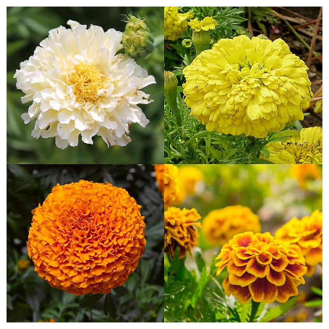 Mixed Marigold Flower Seeds for Planting – Heirloom, Non-GMO, Easy-to-Grow Garden Bloom Seeds for Vibrant Flowers | Neera Seeds product photo [neera-v4-49da0b986b9d711e05d2]