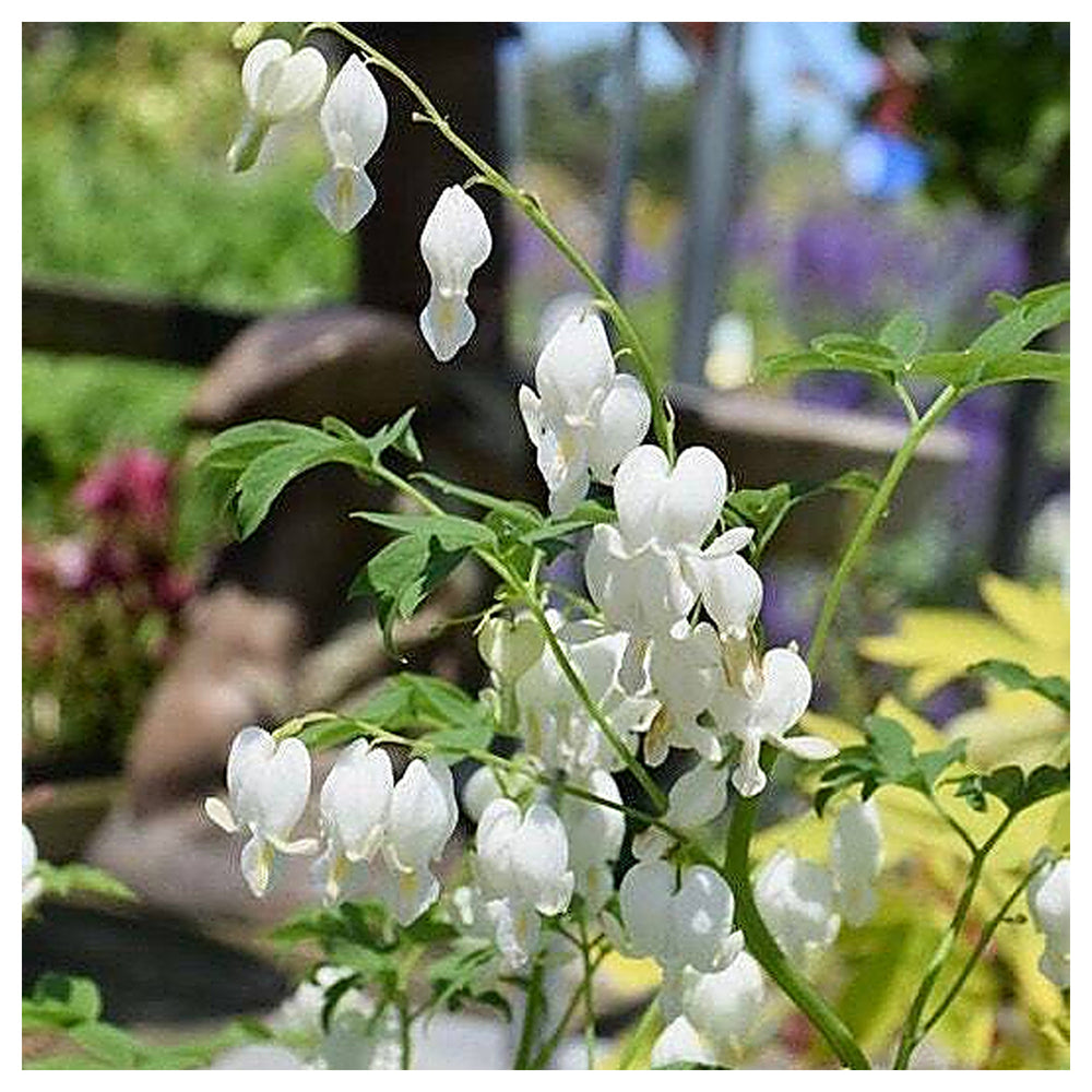 Heirloom Non-GMO Heart Flower Seeds – White Organic Garden Seeds for Planting with High Germination | Neera Seeds product photo [neera-v4-49df80f89a4be224532f]