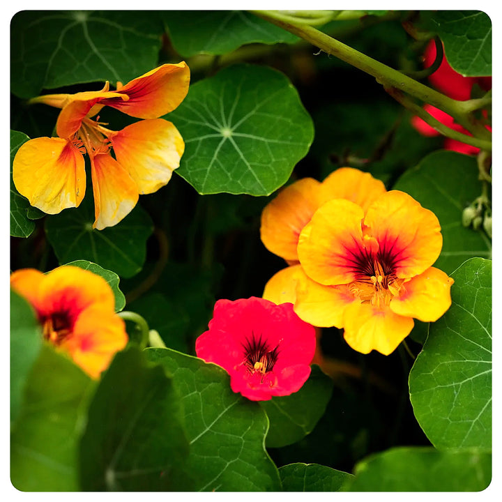 Nasturtium Flower Seeds – Heirloom, Non-GMO, Edible Blooms for Vibrant Garden Planting | Neera Seeds product photo [neera-v4-49e04b2fcf66592cbd9a]