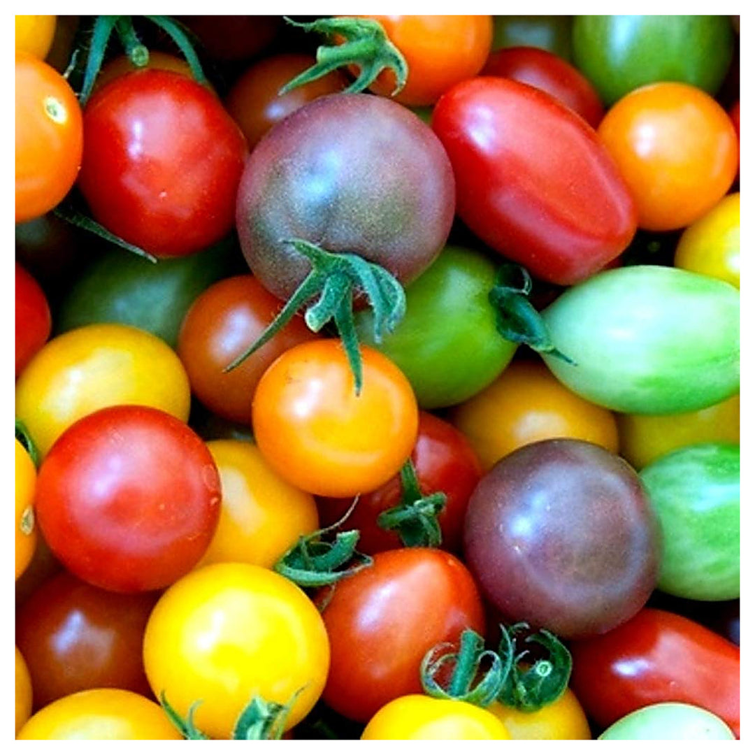 Heirloom Rainbow Cherry Tomato Seeds for Planting | Non-GMO, High Germination Organic Garden Seeds | Neera Seeds product photo [neera-v4-49f18875e63a41abc6b8]