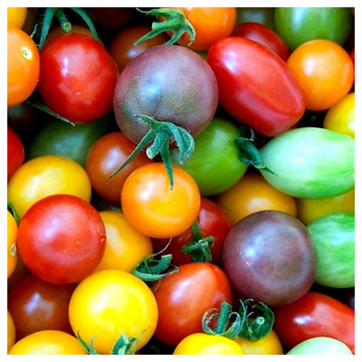 Heirloom Rainbow Cherry Tomato Seeds for Planting | Non-GMO, High Germination Organic Garden Seeds | Neera Seeds product photo [neera-v4-49f18875e63a41abc6b8]
