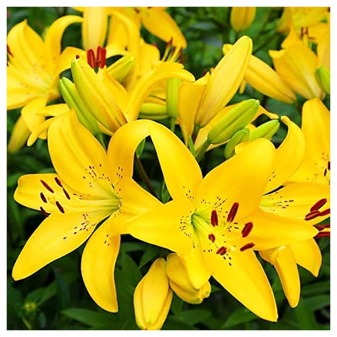 Heirloom Non-GMO Crinum Flower Seeds for Planting – Fragrant Tropical Garden Blooms, High Germination | Neera Seeds product photo [neera-v4-49f43f1469a95bda73be]