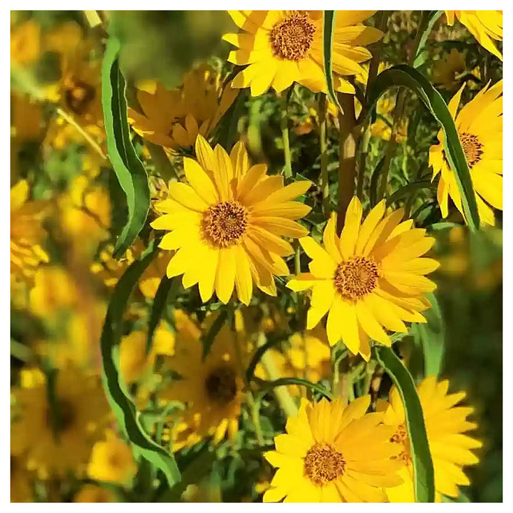 Heirloom Non-GMO Yellow Maximilian Flower Seeds for Planting – Tall Sunflower-Like Blooms | Neera Seeds product photo [neera-v4-4a17521df3dfbf504c83]