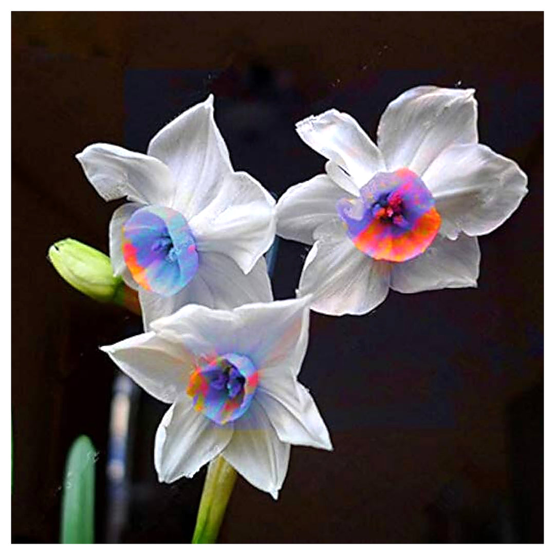 Blue White Daffodil Flower Seeds for Planting – Heirloom, Non-GMO, Vibrant Blooms | Neera Seeds product photo [neera-v4-4a1c64580e6526f2897a]