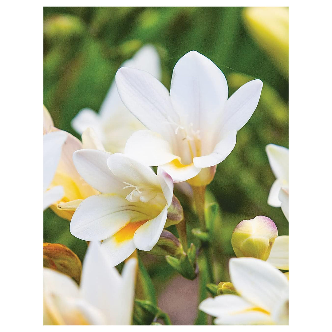 Heirloom Non-GMO Cream Freesia Flower Seeds for Planting – Fragrant Spring Garden Blooms | Neera Seeds product photo [neera-v4-4a2994781c28b84028b3]