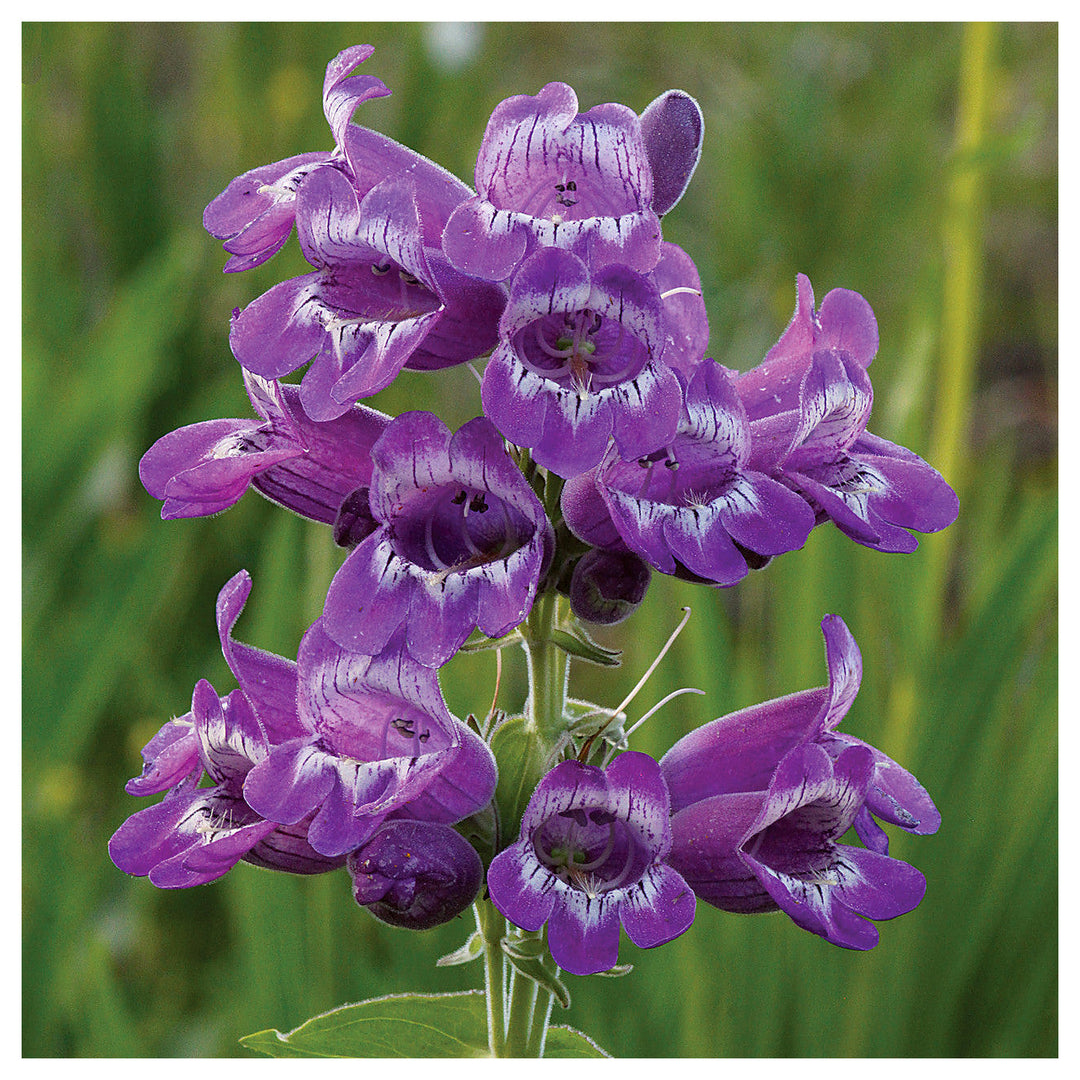 Heirloom Non-GMO Purple Beardtongue Flower Seeds – Unique Garden Accents for Outdoor Planting | Neera Seeds product photo [neera-v4-4a29b6feaaac875a0ca6]