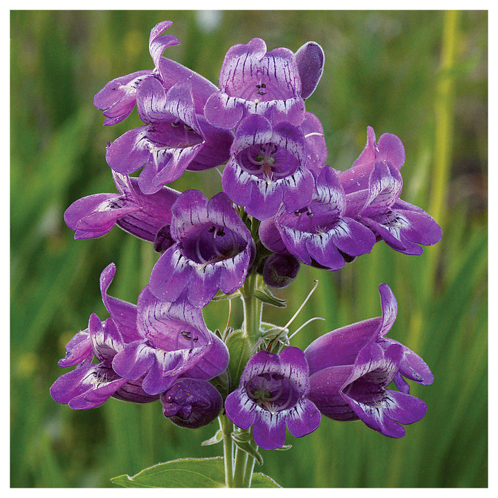 Heirloom Non-GMO Purple Beardtongue Flower Seeds – Unique Garden Accents for Outdoor Planting | Neera Seeds product photo [neera-v4-4a29b6feaaac875a0ca6]