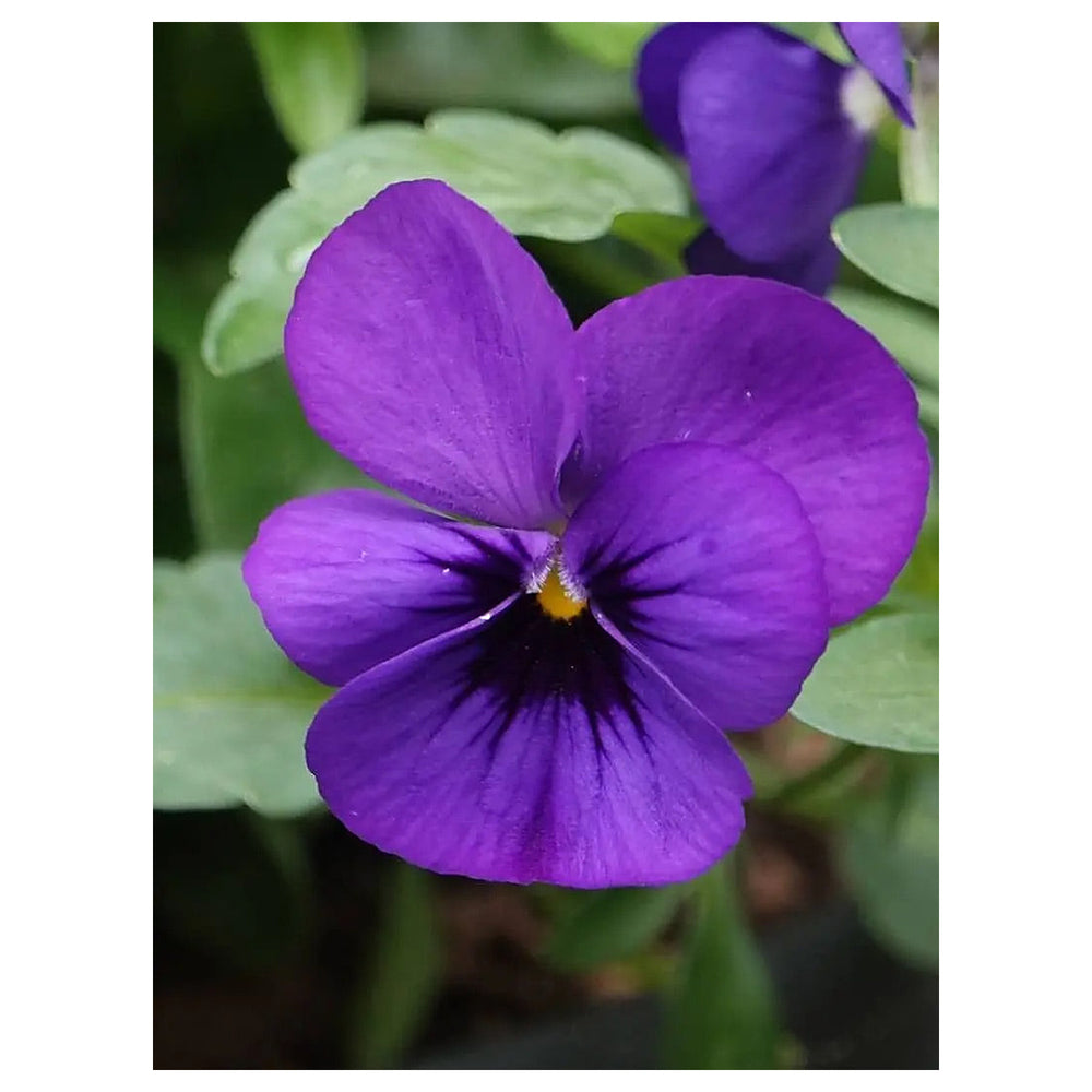 Viola Cornuta Flower Seeds for Planting – Heirloom & Non-GMO Cool Season Blooming Seeds | Neera Seeds product photo [neera-v4-4a39d3a5d142a593afd4]