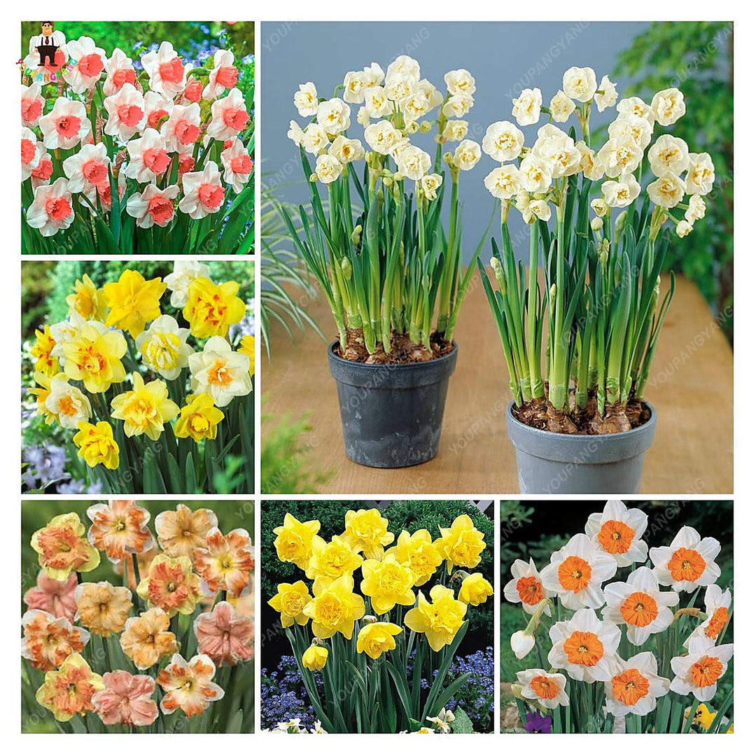 Pink Narcissus Double Daffodil Aquatic Bonsai Plant For Home Garden Flower Seeds for Home Garden | Neera Seeds product photo [neera-v4-4a3b2e0457183ea099b4]