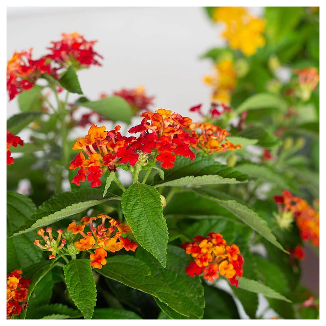 Lantana Camara For Planting Lantana Camara For Flower Beds And Butterfly Gardens Flower Seeds for | Neera Seeds product photo [neera-v4-4a4a1801a7127d5f08f8]