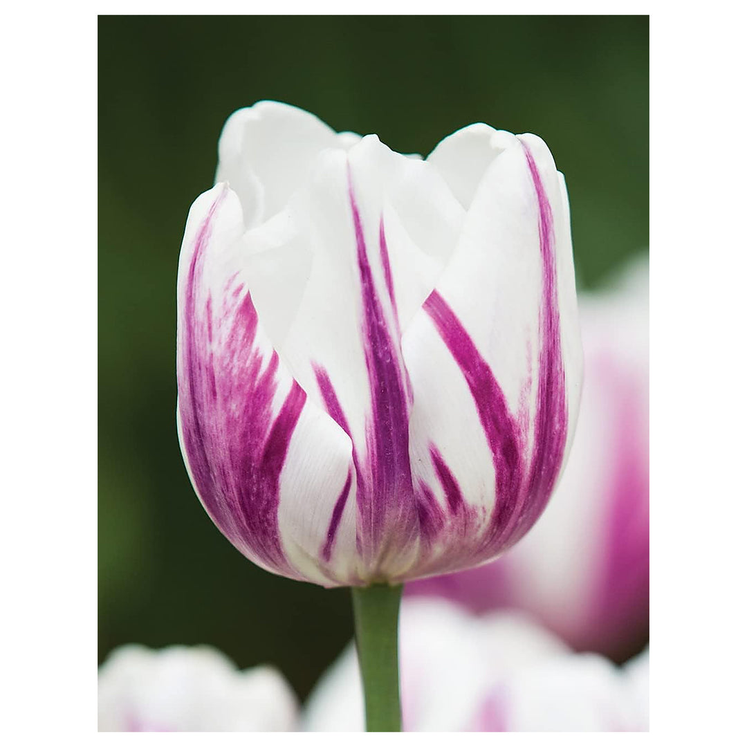 Violet White Tulip Flower Seeds for Garden – Heirloom, Non-GMO, Colorful Blooms | Neera Seeds product photo [neera-v4-4a53f94e45efdd74a460]