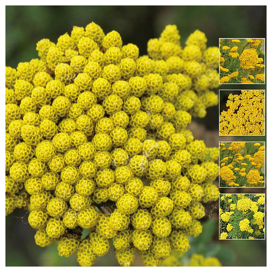 Yellow Ageratum Lonas Inodora Flower Seeds for Home Garden Planting, Colorful Organic Blooming | Neera Seeds product photo [neera-v4-4a548a4312ee8f3df8dc]