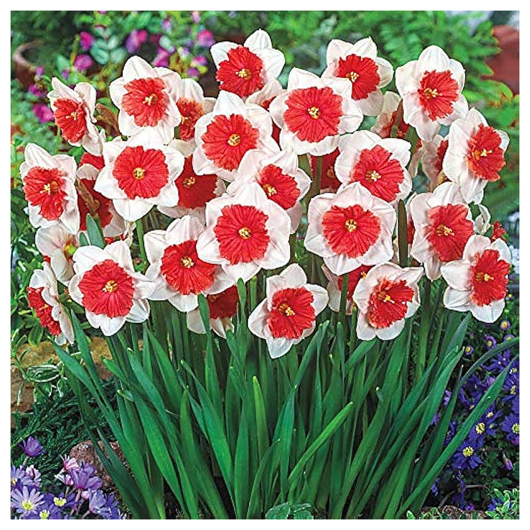 Red White Daffodils Flower Seeds – Heirloom Non-GMO High Germination Spring Blooms Seeds for Planting | Neera Seeds product photo [neera-v4-4a5aae43e651d24a6cec]