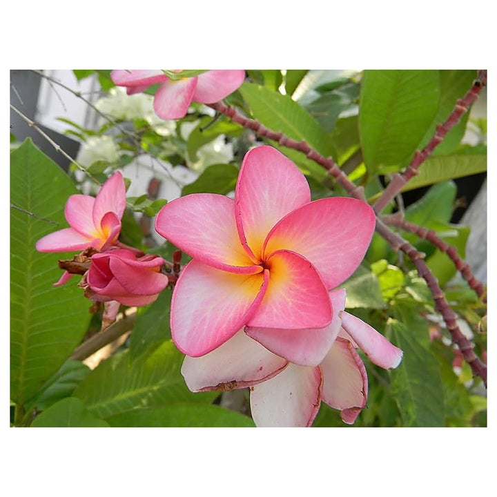 Orange Plumeria Plumeria Rubra Flower For Planting Flower Seeds for Home Garden Planting, Blooming | Neera Seeds product photo [neera-v4-4a673eb60114d631be5e]