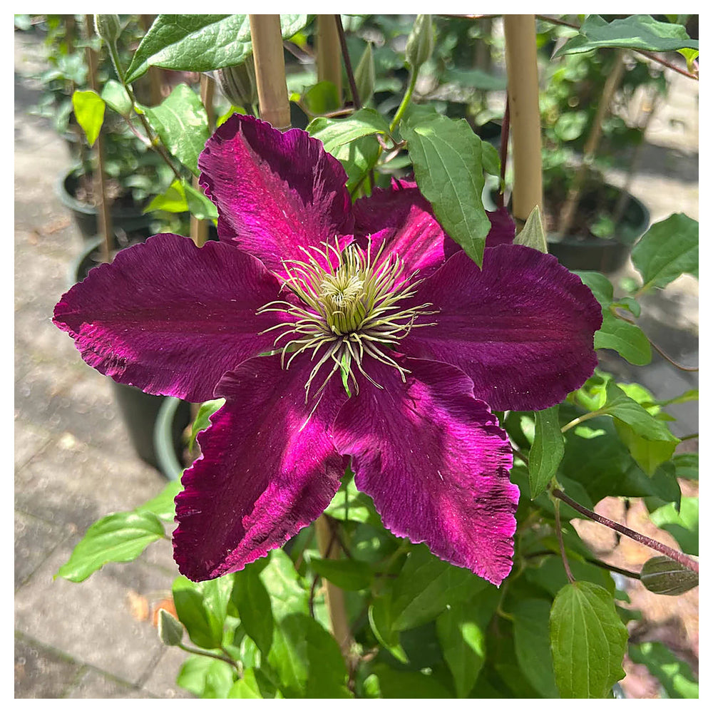 Heirloom Non-GMO Brown Clematis Flower Seeds for Planting – Climbing Vine Garden Seeds | Neera Seeds product photo [neera-v4-4a7052c070ab57e2078a]