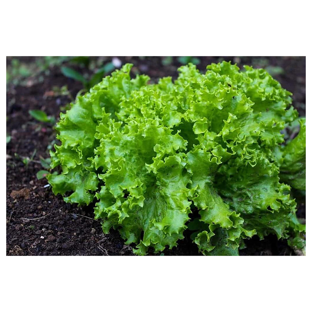 Lettuce Seeds for Planting – Heirloom, Non-GMO, High Germination Organic Seeds for Crisp, Fresh Garden Greens | Neera Seeds product photo [neera-v4-4a7653d89b470a6365fc]