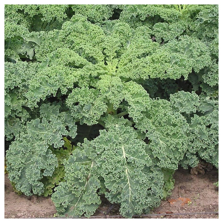 Kale For Planting Brassica Oleracea For Vegetable Patches And Urban Gardens Flower Seeds for Home | Neera Seeds product photo [neera-v4-4a828819ceaae8ea2878]