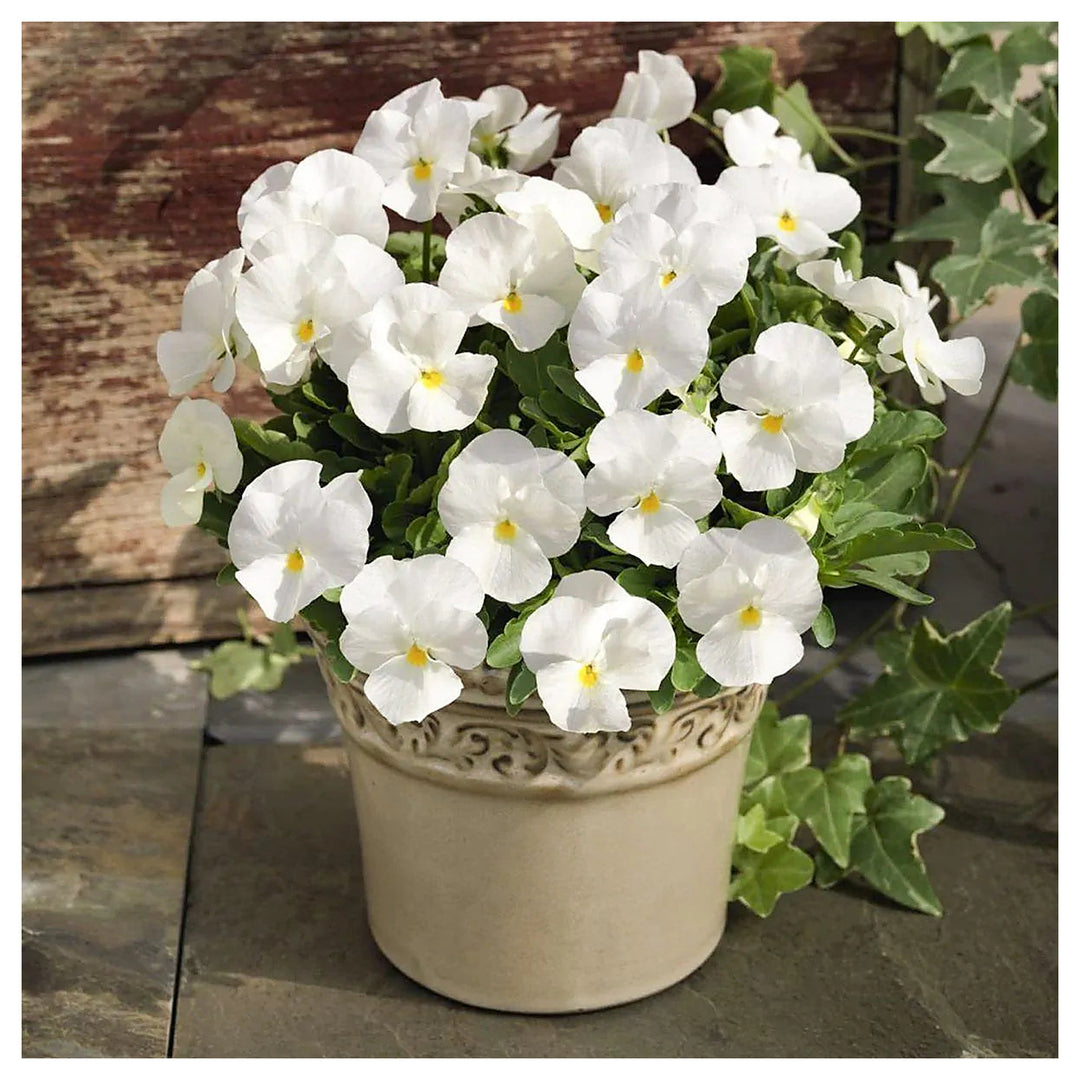 Heirloom White Pansy Flower Seeds for Planting, Non-GMO, Organic, Fresh and Vibrant Blooms | Neera Seeds product photo [neera-v4-4a8adfc2ebdddf41de5b]