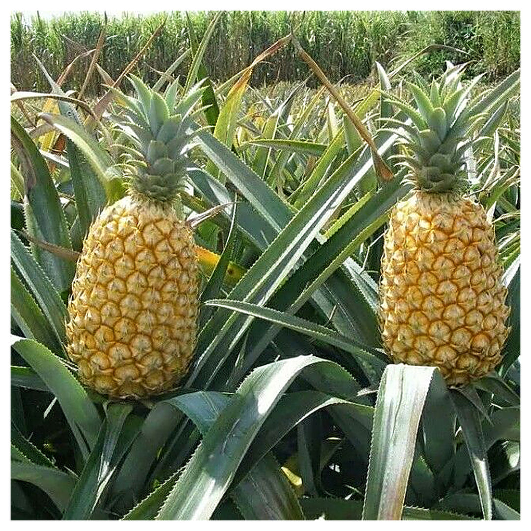 Queen Victoria Pineapple Fruit Seeds – Heirloom Variety for Unique Garden-Grown Pineapples | Neera Seeds product photo [neera-v4-4a8cff20d08c948fe1a4]