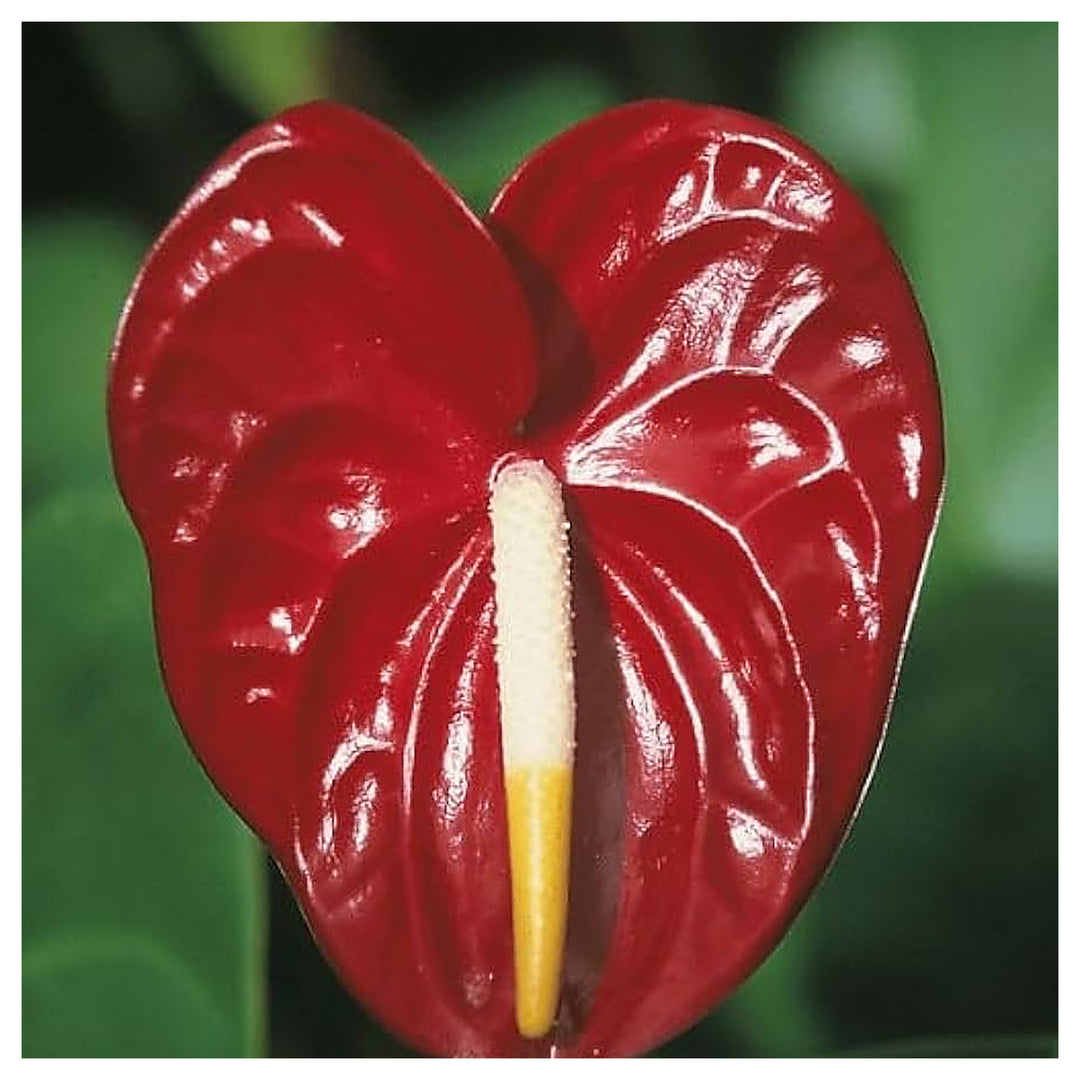 Maroon Anthurium Andraeanum Flower Seeds for Planting – Heirloom, Non-GMO, High Germination Organic Garden Seeds | Neera Seeds product photo [neera-v4-4a8e4ab5eee97a39952a]