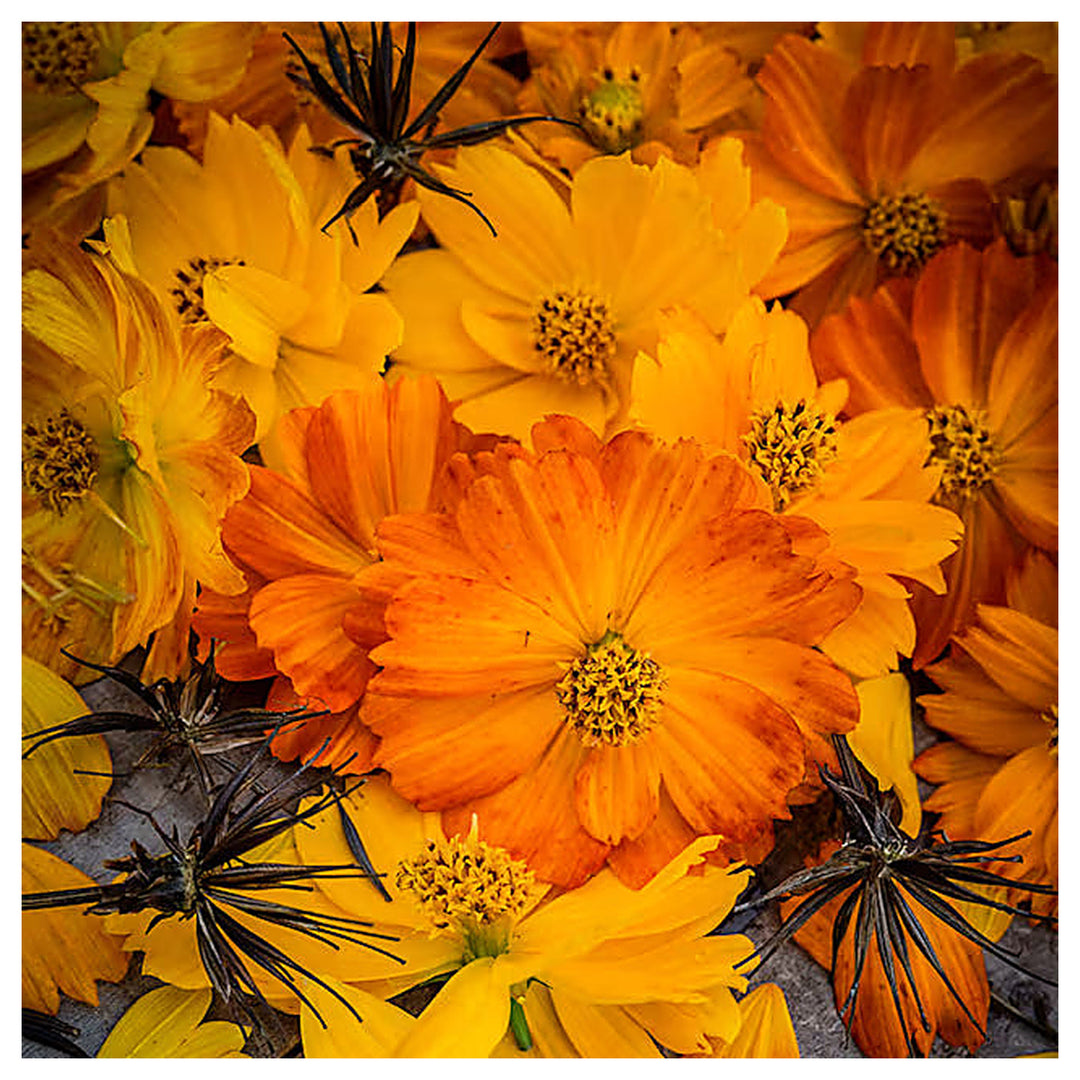 Bright Lights Cosmos Planting Non Gmo Annual Garden Flower Planting Usa Heirloom Flower | Neera Seeds product photo [neera-v4-4a8ed8db2c0dce25f793]