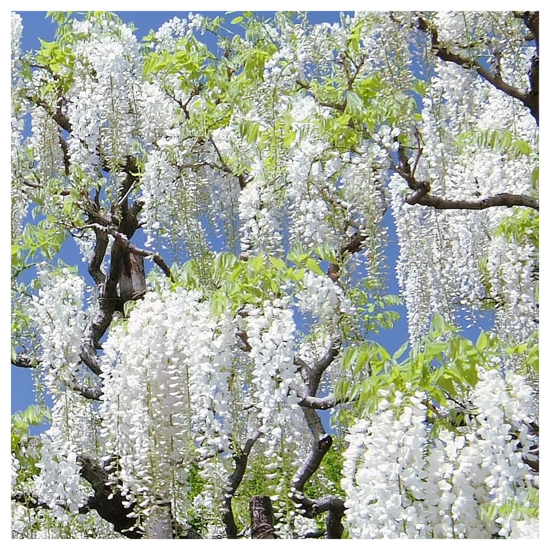 Heirloom White Wisteria Flower Seeds for Planting – Non-GMO, High Germination Cascading Fragrant Garden Seeds | Neera Seeds product photo [neera-v4-4a9121898343bfaee980]