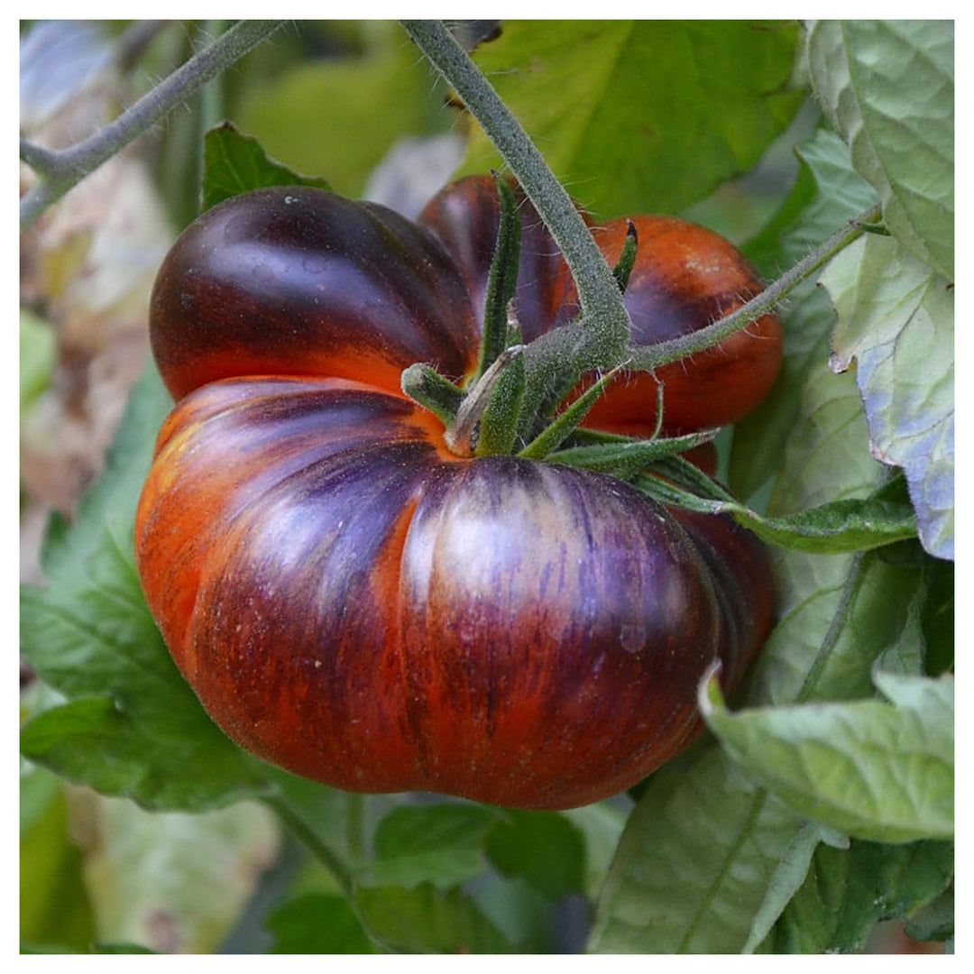 Black Blue Tomato Seeds for Planting – Heirloom, Non-GMO, Organic Garden Seeds, High Germination | Neera Seeds product photo [neera-v4-4a9496bdb313db6e4464]