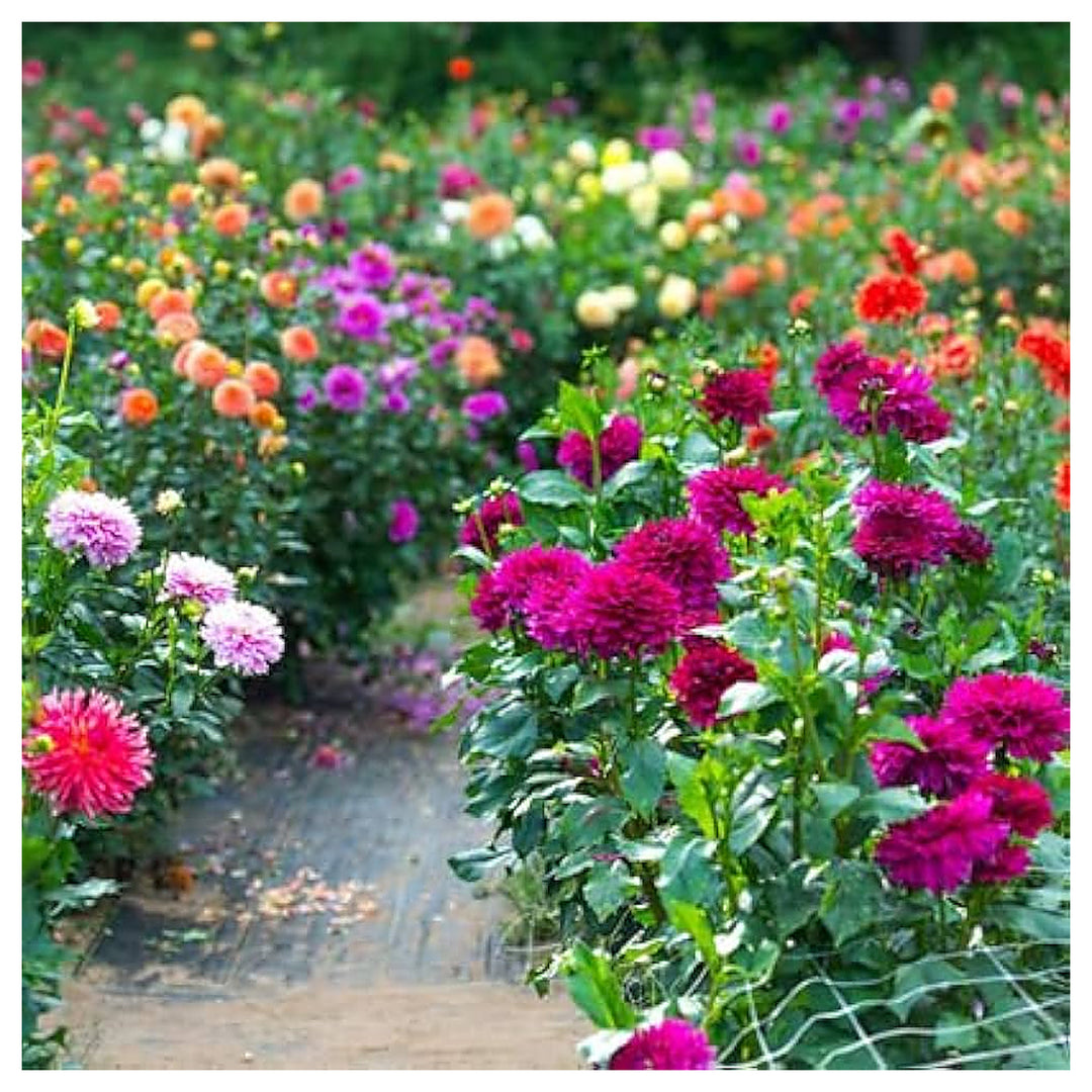 House Garden Mary Flower Mini Dahlia Bonsai Plants Natural Growth Multi Color Italian Imported | Neera Seeds product photo [neera-v4-4aab611c996121c50b82]