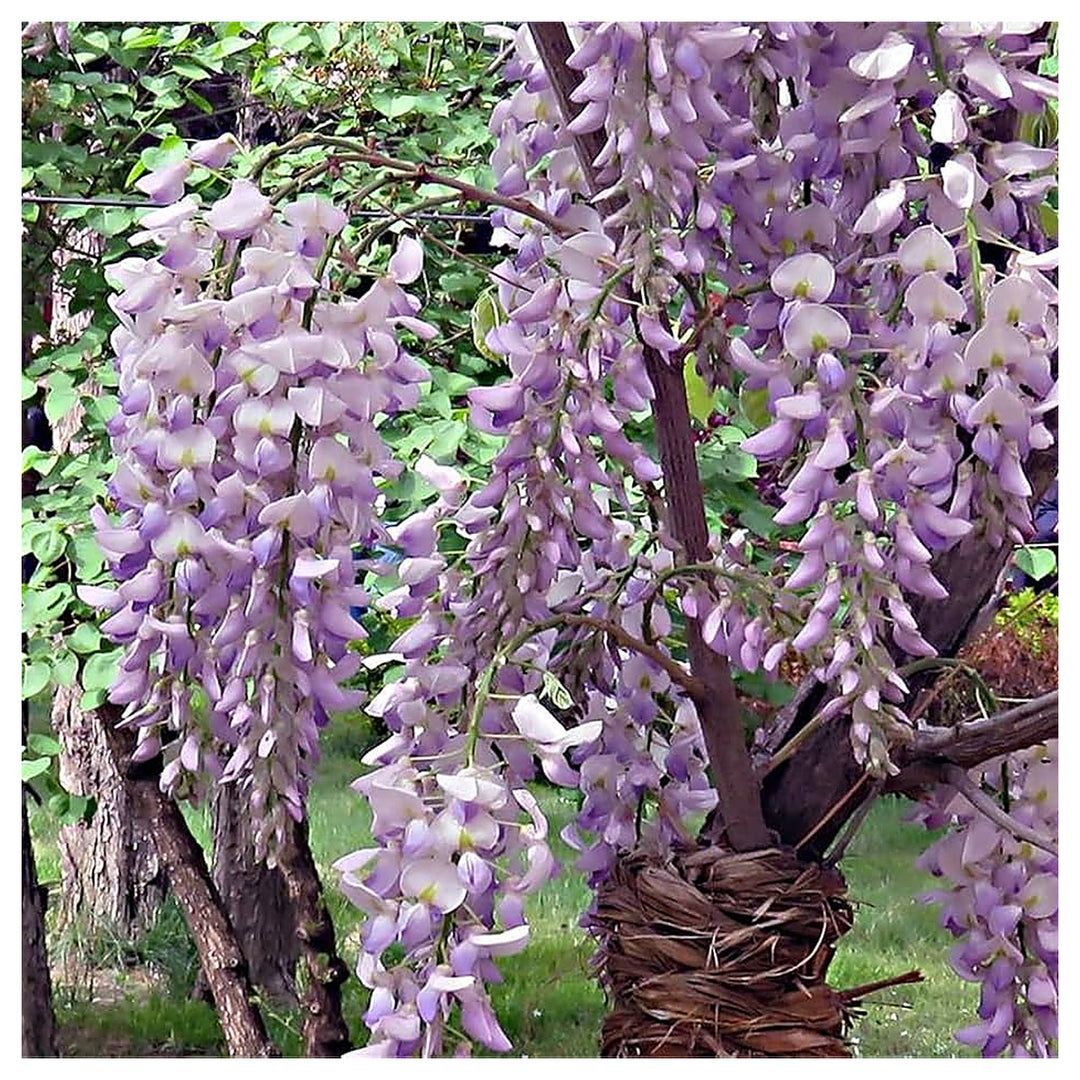 Mini Wisteria Bonsai Planting Wisteria Sinensis Ornamental Flower Garden Flower Seeds | Neera Seeds product photo [neera-v4-4ac0410d5119a43d81c2]