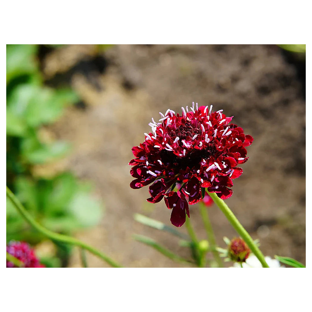 Flower Scabiosa Atropurpurea Indian Cockade Wild Heirloom For Planting Native Perennial For | Neera Seeds product photo [neera-v4-4ad7fc8a85b50d4fd746]