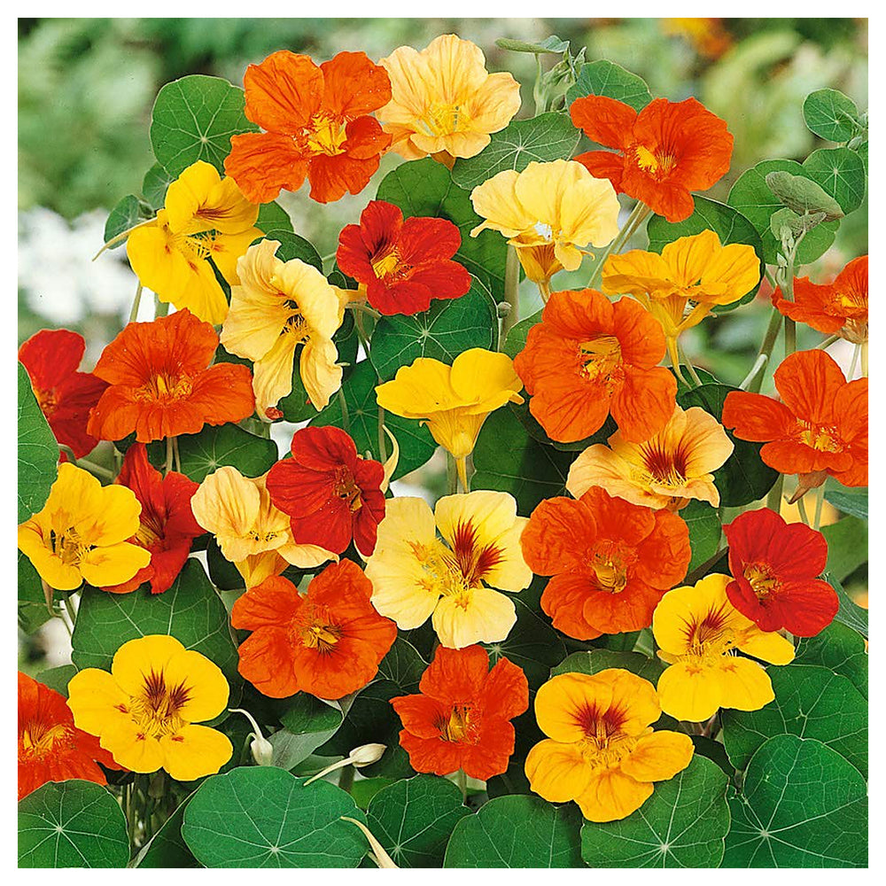 Heirloom Nasturtium Flower Seeds for Planting – Non-GMO, Fresh Edible Garden Blooms | Neera Seeds product photo [neera-v4-4adf40447010890dde63]