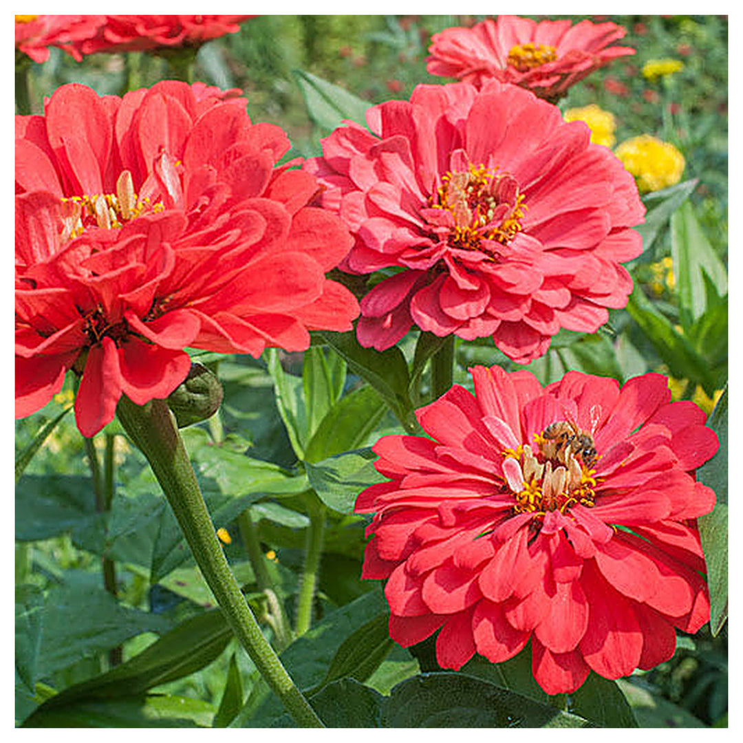 Zinnia Benary Giant Flower Seeds – Vibrant Colors, Heirloom, Non-GMO, High Germination Organic Garden Seeds | Neera Seeds product photo [neera-v4-4aea7c22d91182d1675b]