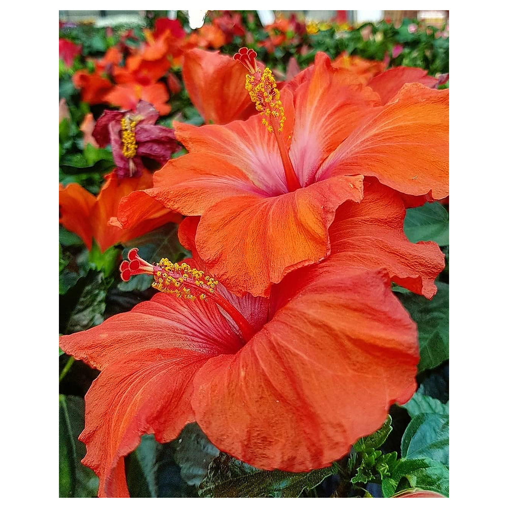 Heirloom Deep Orange Hibiscus Flower Seeds – Non-GMO Vibrant Tropical Blooms for Garden Planting | Neera Seeds product photo [neera-v4-4af3eebfc26ef70865db]
