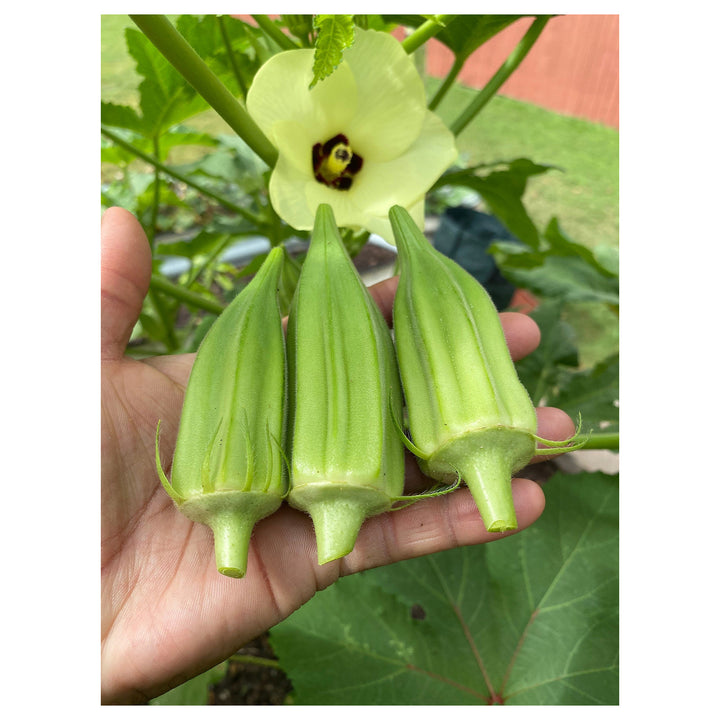 Star of David Okra Seeds for Planting – Heirloom, Non-GMO Vegetable Seeds for Home Garden &amp; Organic Growing | Neera Seeds product photo [neera-v4-4afa01e8f711eb05696d]