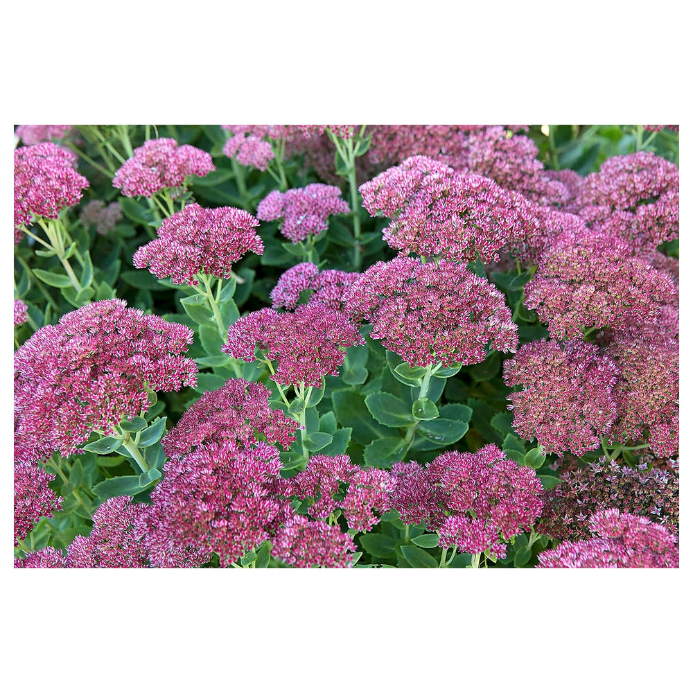 Sedum Dragon’s Blood Groundcover Plant Seeds for Planting – NON GMO Heirloom Seeds, High Germination, Organic Garde | Neera Seeds product photo [neera-v4-4b0b900100c3c7a05a0a]