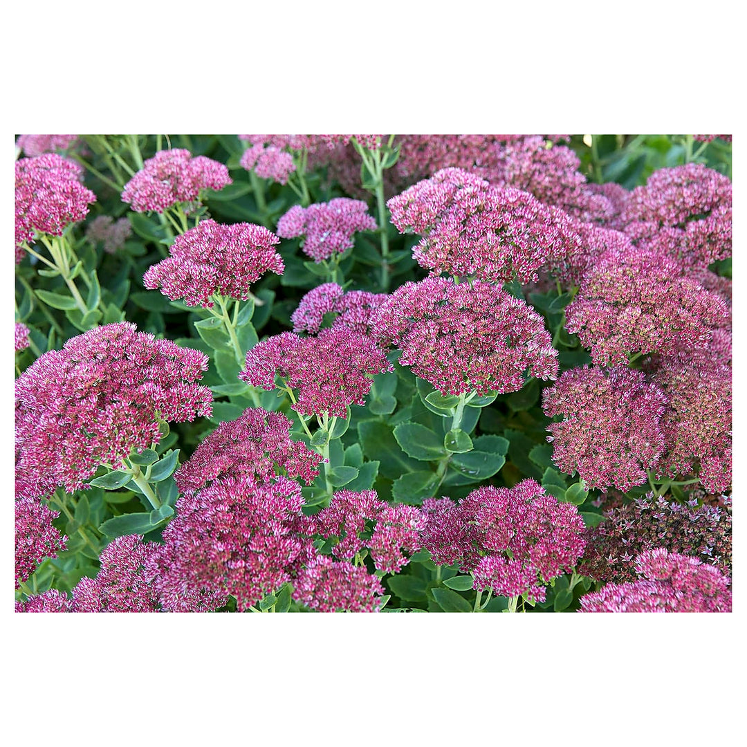 Sedum Dragon’s Blood Groundcover Plant Seeds for Planting – NON GMO Heirloom Seeds, High Germination, Organic Garde | Neera Seeds product photo [neera-v4-4b0b900100c3c7a05a0a]