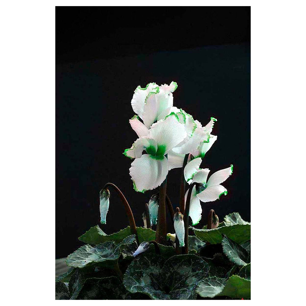 Green White Cyclamen Flower Seeds for Planting - Heirloom Non-GMO High Germination Organic Garden Seeds | Neera Seeds product photo [neera-v4-4b176d653b6191a4a37c]